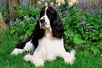 Domestic dog, English springer spaniel, Illinois, USA