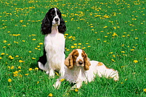 Domestic dogs, English springer spaniel (left) and Welsh springer spaniel (right), Illinois, USA