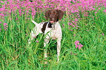 Domestic dogs, German shorthaired pointer, USA
