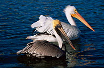 Brown pelican {Pelecanus occidentalis} with American white pelican {P. erythrorhynchus} behind, Florida, USA
