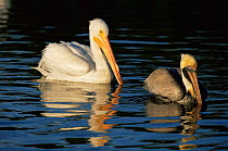 Brown pelican {Pelecanus occidentalis} swimming in front of American white pelican {P. erythrorhynchus} Florida, USA