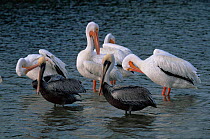 Brown pelicans grooming {Pelecanus occidentalis} with American white pelicans behind {P. erythrorhynchus} Florida, USA