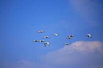 Flock of White ibis flying {Eudocimus albus} Tampa Bay,  Florida, USA