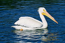 American white pelican {Pelecanus erythrorhynchos} Florida, USA
