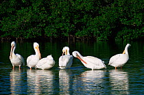 Group of American white pelicans preening {Pelecanus erythrorhynchos} Florida, USA