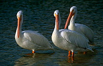 Three American white pelicans {Pelecanus erythrorhynchos} Florida, USA