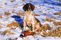 Domestic dog, English springer spaniel with dead pheasant in snow, Wisconsin, USA