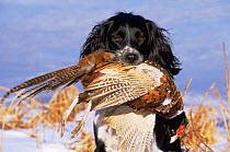 Domestic dog, English springer spaniel retrieving dead pheasant in snow, Wisconsin, USA
