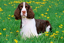 Domestic dog, English springer spaniel, Illinois, USA