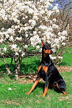 Domestic dog, Doberman pinscher beside Magnolia bush, Illinois, USA