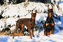 Two Domestic dogs, Doberman pinscher, sitting in snow, Illinois, USA