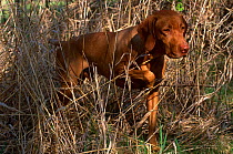 Domestic dog, Vizsla breed, USA