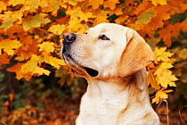 Domestic dog, Labrador retriever, Illinois, USA