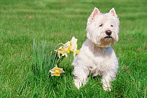 Domestic dog, West highland terrier, Illinois, USA