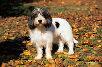 Domestic dog, Petit Basset Griffon Vendeen, Illinois, USA