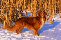 Domestic dog, Nova Scotia Water Tolling Retriever in snow, USA