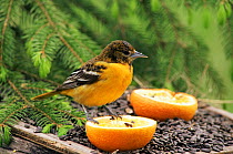 Northern oriole {Icterus galbula} female feeding on orange at bird table, Wisconsin, USA