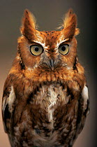 Eastern screech owl {Megascops asio} rufous phase, captive, USA