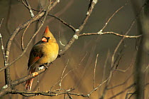 Northern cardinal {Cardinalis cardinalis} female, Wisconsin, USA