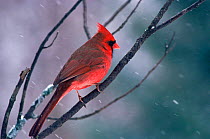 Northern cardinal {Cardinalis cardinalis} male in snow, Wisconsin, USA