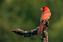 Northern cardinal {Cardinalis cardinalis} male singing, Wisconsin, USA