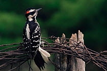 Downy / Hairy woodpecker {Picoides pubescens} male, Wisconsin, USA