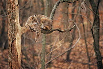 Bob cat resting on branch {Felis rufus} captive, Illinois, USA
