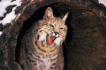 Bob cat yawning {Felis rufus} captive, Illinois, USA