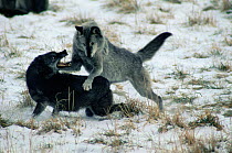 Grey wolves fighting {Canis lupus occidentalis} captive, Illinois, USA