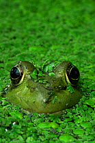 Green frog {Rana clamitans} in duckweed, USA