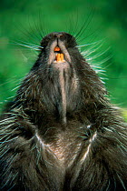 Underside of North american porcupine showing teeth {Erethizon dorsatum} captive, Illinois, USA