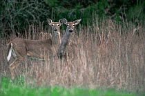 White tailed deer {Odocoileus virginianus} Wisconsin, USA
