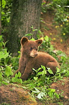 Black bear cub in woodland {Ursus americanus} captive, Illinois, USA