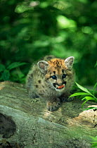 Puma / Cougar cub {Felis concolor} captive, Wisconsin, USA