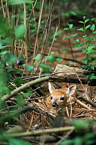White tailed deer, 2-day fawn in undergrowth {Odocoileus virginianus} Wisconsin, USA