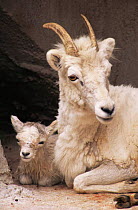 Mountain goat, mother with newborn kid {Oreamnos americanus} captive, Wisconsin, USA