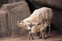 Mountain goat, mother encouraging newborn kid to stand {Oreamnos americanus} captive, Wisconsin, USA
