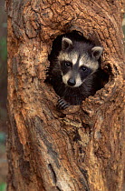 Raccoon {Procyon lotor} peering out of tree hole, captive, Wisconsin, USA