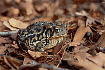 American toad {Bufo americanus} Wisconsin, USA