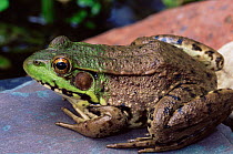 Green frog {Rana clamitans} Wisconsin, USA