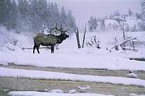 Male Elk {Cervus elaphus} in snow storm, Wyoming, USA