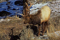 Male Elk {Cervus elaphus} beside river, Wyoming, USA