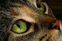 Domestic cat {Felis catus} close up of eyes, USA