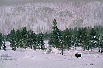 Bison {Bison bison} in thick snow, Yellowstone NP, Wyoming, USA