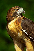 Red tailed hawk {Buteo jamaicensis} captive, Wisconsin, USA