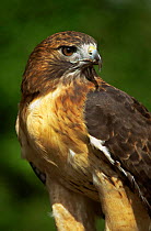 Red tailed hawk {Buteo jamaicensis} captive, Wisconsin, USA
