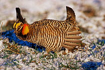 Prairie chicken {Tympanuchus cupido} mating display, Wisconsin, USA