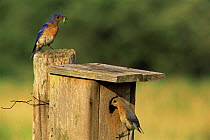 Eastern bluebird {Sialia sialis} pair bringing food to nest box, Wisconsin, USA