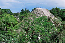 Mayan ruins and rainforest canopy, Tikal, Guatemala