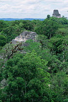 Mayan ruins and rainforest canopy, Tikal, Guatemala